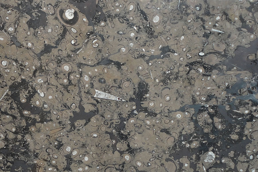Brown Fossil 